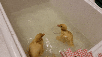 Duck-Bath