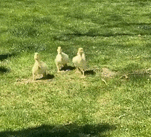 Duckling-Run