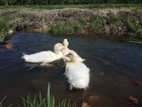 Duckling-Swim1