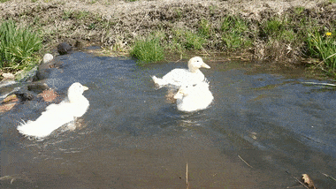 Duckling-Swim-Gif
