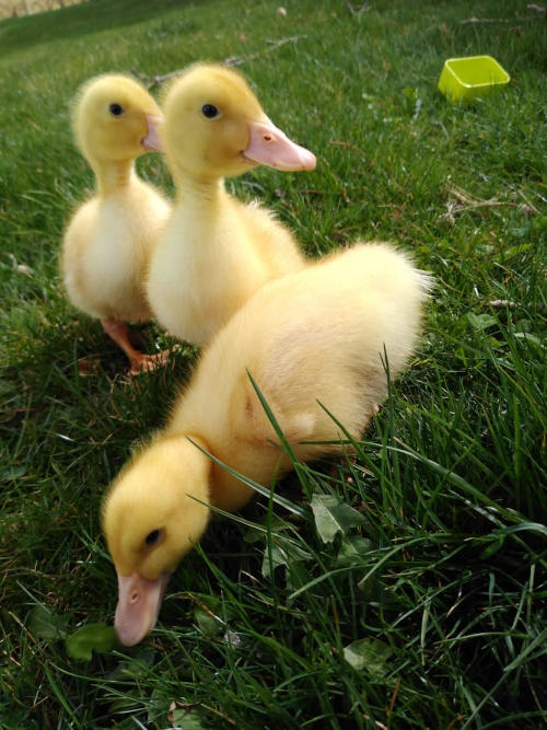 Duckling-Walk