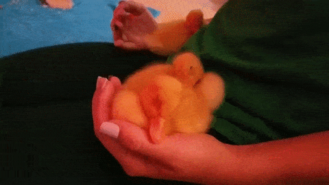Ducklings-sleep
